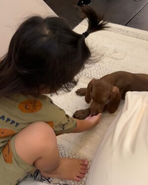 Suan Wang Instagram - 「妳從此以後有家了，我們就是妳家人。」

這週，
我們家度過了心痛煎熬的一週。

自從搬家了以後，
新家的空間太適合再養一隻大狗狗！
我鼓起勇氣。

上網找了好多的領養社團，
看了好多好多的收容中心，
一直想幫至尊寶找一個，
可以一起在海邊奔跑、一起滾草皮、一起抱抱睡覺，一起長大的夥伴。

起初是想要找中年大狗領養，
但是其實很多大狗是會怕小孩的，
而我兒子又遺傳我超熱愛動物的基因，
看到動物就超興奮熱情主動無畏無懼～
總是會過於熱情～

終於緣分來了，
讓我命定了一隻才剛被救出來的pointer（波音達犬）只有2個月大，
未來會是巨大狗狗，35-45公斤左右。

這個小小生命一來到我們家，
就深深的扎進了我們的心，
短短2天陪伴著我們，
為我們家帶來了歡笑還有睡眠不足，
牠是一隻可愛的狗狗，Murphy。

Murphy的毛色像巧克力一樣油亮，
整個神韻好像眼睛裡有一顆漂亮小行星，
牠總是需要有人陪著，
沒人陪會起床哭，
所以爸爸睡客廳陪了她睡了2晚。

但生命無常真的讓人措手不及….
第二天開始拉肚子（血便）嘔吐，
帶去醫院確認是存活率最低的…
《犬小病毒性腸炎》
這個可怕的病毒只能靠自體免疫力。

住院3天，醫生使用支持療法，
我們每天都去幫她加油，
我更是照三餐打給醫生，
拜託醫生麻煩幫忙照看。

每天去看Murphy漸漸變得虛弱，
她的眼睛也不再睜開…
只能看到她身體微微的呼吸起伏…

我每天不安與焦慮，
超害怕接到動物醫院的電話….
我沒有準備好面對牠離開，
因為我一直篤定她會撐過去然後回家，
跟我們一起過上幸福快樂的日子。

接到她離開的電話以後，
我們三個都哭了，
牠的眼神在我腦海中揮之不去，
讓我無法自已。

我陷入深深的自責，
一直檢視自己是不是少做了一些什麼？

我不甘心，
我不甘心她沒有跟我們過上被愛與幸福的日子，就這麼離開！

過了好幾天，
我才願意跟邵翔聊聊，
他已經習慣我這個模式，
我都會在角落一個人內心混亂的滾，
滾完之後再去找他。

我說，
「我真的不甘心，我的母愛太濃烈，
我一直覺得她會回家！
跟我們幸福快樂的生活！
我好自責，我好不甘心！」

邵翔輕輕的抱著我告訴我，
「起碼她來了我們家過了好快樂的2天，
她在好溫暖的地方待了2天
然後她有家了，有家人了，我們就是她的家人。」

今年才送走我16歲的狗兒子滾滾，
他走的時候雖然真的好痛心，
但同時也覺得他解脫了，
得了糖尿病打了一輩子的針，
終於能夠自由自在跑跑跳跳，
再也不用打針了。

這些情感是永恆的。

每當我仰望星空，
我總能感受到我所有的毛小孩，
毛毛、滾滾、Murphy。

妳們的靈魂將永遠與我同在，
愛將指引我走過人生的每一個階段。

謝謝妳我們的家人Murphy，
來我們家走了一趟。

願你在天堂裡快樂無憂、無病無痛。

我愛妳
謝謝妳
原諒我
對不起

背景樂是我接到動物醫院打來，
我們家正在播的歌曲。