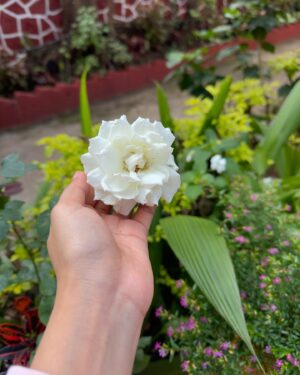 Tanvi Mundle Instagram - Good morning 🌸