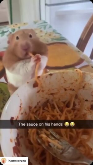 Tara Sharma Instagram - Just for a giggle 🤣 awww

Posted @withregram • @hamsterzzo 🐹 . .📸 Source : Tiktok: zerokewlz