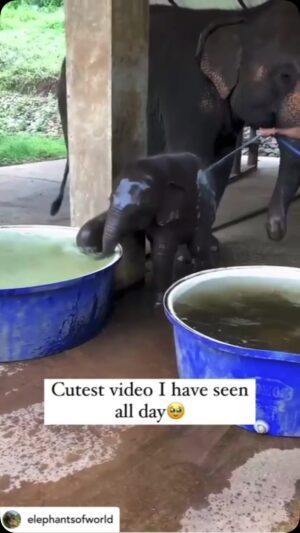 Tara Sharma Instagram - So sorry a bit delayed so till 

#SNLWT here’s a little vid to give you a giggle awwww.. it will be at 3

Posted @withregram • @elephantsofworld Splish splash! 😂🥰🐘❤️