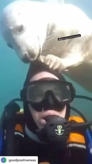 Tara Sharma Instagram - Posted @withregram • @goodpositiveness Seal to the rescue 🙌 . Follow @goodpositiveness for more amazing stories ❤️ 💕. . #korea #stories #bts #korean #kdrama #blackpink #love #seoul #wildlife #rescue #japan #koreandrama #shorts #marinelife #southkorea #koreanstyle #seaanimals #china #animals #fashion #scuba #redvelvet #cute #follow #nct #indonesia #scubadiving #viral #sealife #suga