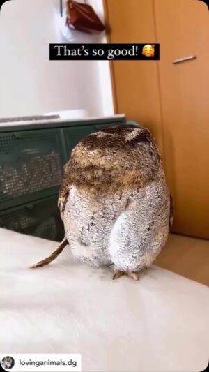 Tara Sharma Instagram - 🤣❤️ awww 

Posted @withregram • @lovinganimals.dg This owl will make your day better! 😍👀 (@chirol_dayo)