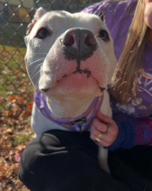 Taylor Spreitler Instagram - Meet my bestie Phoebe! 🌟

Phoebe came into @nashvillehumane care in September from @nashanimalcare facing a life-threatening congenital defect that blocked her esophagus, preventing food from entering her stomach. Thanks to our community’s support, she received life-saving surgery and is now recovering! Phoebe’s journey isn’t over. She needs ongoing medical care, special feedings, and time in a @nhafoster home before she’s ready for adoption. 

Your contribution today will help cover her recovery costs and give my bestie the chance she deserves.
Donate now through the link in my bio and help spread the word about Phoebe’s story!

#CommunityChampions #GivingTuesday #NashvilleHumane