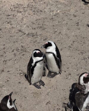 Victoria Spence Instagram - South Africa 2024: The one where I turned 30 and got engaged 🥹🥳🥰(swipe to the end to see the actual reality of our engagement😭😂)

I feel like we've just experienced the trip of a lifetime, and I fear that we will never ever be able to top the memories we made.

We have never eaten so much 10/10 food and drank so much wine (that doesn't give you a hangover🤩) & honestly, If you’re not already engaged, do it on holiday, because the amount of free glasses/ bottles of champagne you get is just amazing 😂- we proper milked it!

I just feel like the luckiest girl in the world & so so grateful.

I have a whole South Africa highlight with recommendations, advice etc, so if you're going or thinking of going- check that out ❤️❤️ #southafrica #capetown #engagement