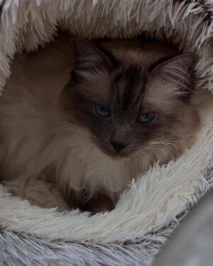 Abbey Hoes Instagram - Een groot deel van mijn leven is deze gekke kater. Holy. Mijn holy moly liefdes kat. Chonkie kong. Chonkster. Mijn dikke knuffel fluf. Ja; ik kom ervoor uit oke? Ik ben een gek katten vrouwtje en eindig waarschijnlijk met 50 katten ergens op een  afgelegen boerderij.