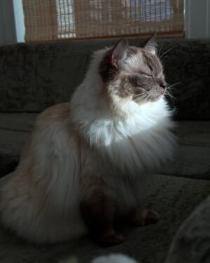 Abbey Hoes Instagram - Een groot deel van mijn leven is deze gekke kater. Holy. Mijn holy moly liefdes kat. Chonkie kong. Chonkster. Mijn dikke knuffel fluf. Ja; ik kom ervoor uit oke? Ik ben een gek katten vrouwtje en eindig waarschijnlijk met 50 katten ergens op een  afgelegen boerderij.