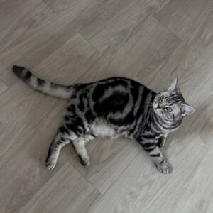Abbie Eaton Instagram - Sleep tight my darling boy 💔

Binx 2022 - 2025 

You’ve always been my perfect little handsome squishy baby, who always loved ‘tuma tickuls’ and chin scratches. A gentle giant with shovel hands and a fluffy tummy. 

Mummy will love you and miss you for the rest of her life. I’m sorry you were taken away so soon, but my god were you loved. 

I hope you and Leo have a wonderful time catching up on all the play fighting you’ve missed out on. And know that little Elvis will miss you terribly. 

Thanks for being the most perfect little man ever. Can’t believe you’re actually gone 😭😭 

Your wings were ready, but my heart was not 💔

I love you Binx, so much ❤️❤️❤️
