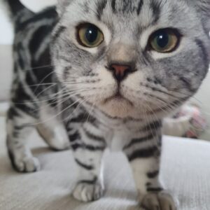 Abbie Eaton Instagram - Sleep tight my darling boy 💔

Binx 2022 - 2025 

You’ve always been my perfect little handsome squishy baby, who always loved ‘tuma tickuls’ and chin scratches. A gentle giant with shovel hands and a fluffy tummy. 

Mummy will love you and miss you for the rest of her life. I’m sorry you were taken away so soon, but my god were you loved. 

I hope you and Leo have a wonderful time catching up on all the play fighting you’ve missed out on. And know that little Elvis will miss you terribly. 

Thanks for being the most perfect little man ever. Can’t believe you’re actually gone 😭😭 

Your wings were ready, but my heart was not 💔

I love you Binx, so much ❤️❤️❤️