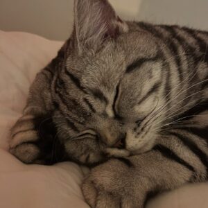 Abbie Eaton Instagram - Sleep tight my darling boy 💔

Binx 2022 - 2025 

You’ve always been my perfect little handsome squishy baby, who always loved ‘tuma tickuls’ and chin scratches. A gentle giant with shovel hands and a fluffy tummy. 

Mummy will love you and miss you for the rest of her life. I’m sorry you were taken away so soon, but my god were you loved. 

I hope you and Leo have a wonderful time catching up on all the play fighting you’ve missed out on. And know that little Elvis will miss you terribly. 

Thanks for being the most perfect little man ever. Can’t believe you’re actually gone 😭😭 

Your wings were ready, but my heart was not 💔

I love you Binx, so much ❤️❤️❤️