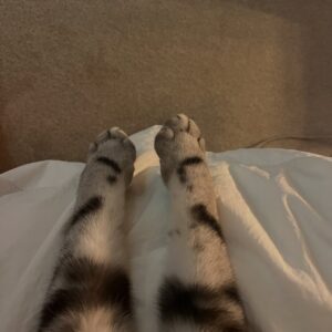 Abbie Eaton Instagram - Sleep tight my darling boy 💔

Binx 2022 - 2025 

You’ve always been my perfect little handsome squishy baby, who always loved ‘tuma tickuls’ and chin scratches. A gentle giant with shovel hands and a fluffy tummy. 

Mummy will love you and miss you for the rest of her life. I’m sorry you were taken away so soon, but my god were you loved. 

I hope you and Leo have a wonderful time catching up on all the play fighting you’ve missed out on. And know that little Elvis will miss you terribly. 

Thanks for being the most perfect little man ever. Can’t believe you’re actually gone 😭😭 

Your wings were ready, but my heart was not 💔

I love you Binx, so much ❤️❤️❤️