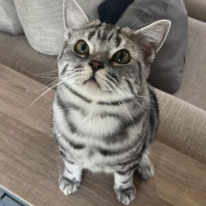 Abbie Eaton Instagram - Sleep tight my darling boy 💔

Binx 2022 - 2025 

You’ve always been my perfect little handsome squishy baby, who always loved ‘tuma tickuls’ and chin scratches. A gentle giant with shovel hands and a fluffy tummy. 

Mummy will love you and miss you for the rest of her life. I’m sorry you were taken away so soon, but my god were you loved. 

I hope you and Leo have a wonderful time catching up on all the play fighting you’ve missed out on. And know that little Elvis will miss you terribly. 

Thanks for being the most perfect little man ever. Can’t believe you’re actually gone 😭😭 

Your wings were ready, but my heart was not 💔

I love you Binx, so much ❤️❤️❤️