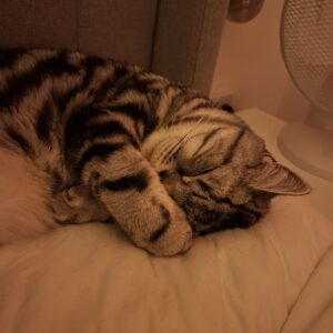 Abbie Eaton Instagram - Sleep tight my darling boy 💔

Binx 2022 - 2025 

You’ve always been my perfect little handsome squishy baby, who always loved ‘tuma tickuls’ and chin scratches. A gentle giant with shovel hands and a fluffy tummy. 

Mummy will love you and miss you for the rest of her life. I’m sorry you were taken away so soon, but my god were you loved. 

I hope you and Leo have a wonderful time catching up on all the play fighting you’ve missed out on. And know that little Elvis will miss you terribly. 

Thanks for being the most perfect little man ever. Can’t believe you’re actually gone 😭😭 

Your wings were ready, but my heart was not 💔

I love you Binx, so much ❤️❤️❤️