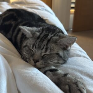 Abbie Eaton Instagram - Sleep tight my darling boy 💔

Binx 2022 - 2025 

You’ve always been my perfect little handsome squishy baby, who always loved ‘tuma tickuls’ and chin scratches. A gentle giant with shovel hands and a fluffy tummy. 

Mummy will love you and miss you for the rest of her life. I’m sorry you were taken away so soon, but my god were you loved. 

I hope you and Leo have a wonderful time catching up on all the play fighting you’ve missed out on. And know that little Elvis will miss you terribly. 

Thanks for being the most perfect little man ever. Can’t believe you’re actually gone 😭😭 

Your wings were ready, but my heart was not 💔

I love you Binx, so much ❤️❤️❤️