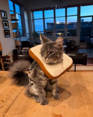 Anne Burrell Instagram - I’m happy report that my little home slice #ladylorraineperiwinkle has successfully been spayed.  She has been delightfully cute during her recovery and TOTALLY cracks me up!!! I can’t EVEN get enough of her!!! #theclaxtons #mainecooncats #ilovewhatido #luckygirl #imaddictedtomykitties