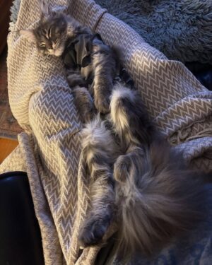 Anne Burrell Instagram - I’m happy report that my little home slice #ladylorraineperiwinkle has successfully been spayed.  She has been delightfully cute during her recovery and TOTALLY cracks me up!!! I can’t EVEN get enough of her!!! #theclaxtons #mainecooncats #ilovewhatido #luckygirl #imaddictedtomykitties