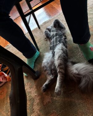 Anne Burrell Instagram - I’m happy report that my little home slice #ladylorraineperiwinkle has successfully been spayed.  She has been delightfully cute during her recovery and TOTALLY cracks me up!!! I can’t EVEN get enough of her!!! #theclaxtons #mainecooncats #ilovewhatido #luckygirl #imaddictedtomykitties