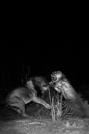 Beverly Joubert Instagram - Lions spend much of their time dozing, reserving their energy for nighttime pursuits. Watching them laze in the heat of the day, often splayed out in languid bliss, it's easy to forget just how powerful and formidable these cats can be when the situation calls for it. These two males—one young and inexperienced, the other a dominant force—clashed over territorial rights. Although the skirmish was brief (as these disagreements often are) it was explosive: teeth bared and muscles tensed, the cats wrestled in the swirling dust, their growls and snarls breaking the stillness of the evening. The dispute was settled quickly, the older victor laying claim to the turf while the youngster was forced to skulk away in defeat. ⁣
⁣⁣⁣
Title: Red in Claw and Tooth⁣
This image, among others, is available for purchase on my website, link in the bio.⁣⁣⁣⁣⁣⁣⁣⁣⁣
⁣⁣⁣⁣⁣⁣
#Conservation #lion #bigcats #fineartphotography #DereckandBeverlyJoubert #conservation #ConservationTourism