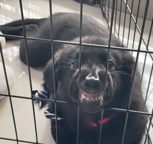 Bhagyashri Borse Instagram - Cuteness Alert!!!🖤
#partnersincrime #adopt