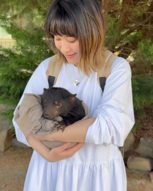 Bonnie Wong Instagram - 抱起了幾千攝氏陽光🥹🌅

#wombat #tasmaniandevil
