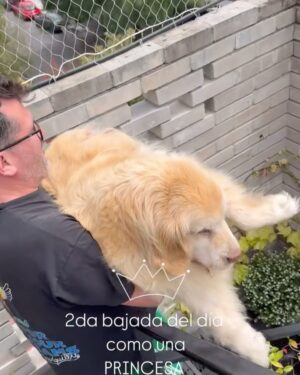 Connie Ballarini Instagram - Cuando SOS UNA PRINCESA, te tratan como PRINCESA 👑 🥹🥹🥹

Te amo tanto Troyita 🤍 
Mándenle amor que estos días estuvo muy tirada mi gordita .. 
vamos a seguir tratándola como princesa como ella merece… cuidándola, dándole amor y complaciendo todos sus caprichos de princesa 🥹🥹🥹
Agradecimiento especial a su veterinaria Lau que está 24/7. Te amamos @veterinaria.manoba