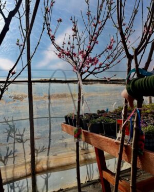 Corina Dănilă Instagram - L-am vizitat pe Laurențiu la Gardenis, în Agronomie, pentru că am decis să ne mai luăm doi pomișori: un nectarin și un măr golden delicious. O revărsare de culori de primăvară am descoperit și am primit ajutorul neprețuit al Georgianei în alegerea noastră, așa că am mai luat un bujor roșu ca focul și un liliac pitic, pe lângă ce ne-am propus.. Şi n-aș mai fi plecat de lângă magnoliile înflorite!! ❤️
De-acum urmează operațiunea “plantarea”! 😄
#spring #fyp #foryou #foryoupage #springvibes🌸