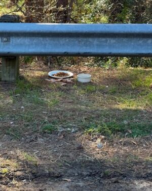 Dawn Staley Instagram - This is our stray that lives on Wayne St behind @coloniallifearena….my heart won’t let me walk or drive by without feeding.  I’m going to name her/him Cinnamon.  If you’re in the area please feed Cinnamon while I’m out of town….timid and afraid but has a sweet soul.