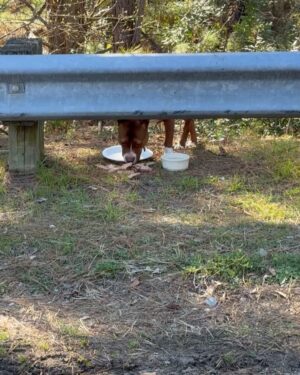 Dawn Staley Instagram - This is our stray that lives on Wayne St behind @coloniallifearena….my heart won’t let me walk or drive by without feeding.  I’m going to name her/him Cinnamon.  If you’re in the area please feed Cinnamon while I’m out of town….timid and afraid but has a sweet soul.