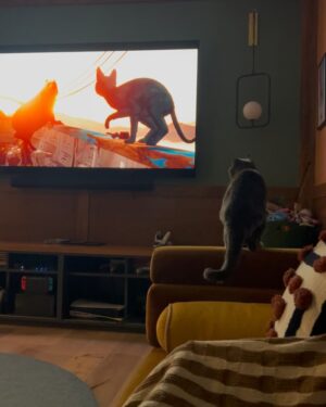 Emily V. Gordon Instagram - Last night we watched the absolutely magical movie Flow, and for the first time in her life, Bagel actually cared about something on the tv screen. She has been shown her dad on tv many times and doesn’t give a shit.
But look at this! From two different angles! 

Flow is fantastic and has beautiful animation and perfect storytelling, and for the sensitive out there, REASSURING SPOILER ALERT STOP READING IF YOU CARE ABOUT THAT…. 
The cat is sometimes in peril but survives. 

(We don’t look at our phones while watching movies and actually rewound to rewatch this scene after filming this)