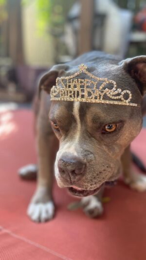 Gage Golightly Instagram - Miss Bow-dacious’ Birthday, three years of adventures and counting 🎀🎁🎉✨🐾
#Bowie #pitbull #birthdaygirl #petsofinstagram