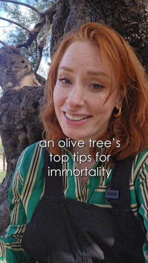 Hannah Fry Instagram - While the way olive trees keep living is clearly great for longevity, the flip side is that it's completely rubbish for getting any sort of accurate dates or true ages. So precisely HOW old these trees are is and will always be up for debate. 
But OLIVE them are lovely regardless 🍈

(For example) Olive Tree-Ring Problematic Dating: A Comparative Analysis on Santorini (Greece) by P. Cherubini et al. (2013)