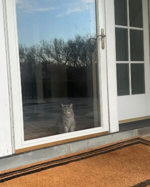 Jill Biden Instagram - Such a sweet and loyal kitty! This is how she greets me when I come home 🐾