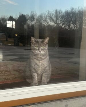 Jill Biden Instagram - Such a sweet and loyal kitty! This is how she greets me when I come home 🐾