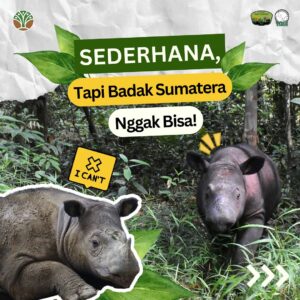 Jolene Marie Rotinsulu Instagram - Sederhana, tapi badak sumatera ngga bisa, apakah itu??

#SobatWayKambas & #SahabatBadak, terdapat ciri fisik & perilaku yg membedakan badak sumatera dengan spesies badak lain, yg membuat mereka tidak bisa melakukan beberapa hal berikut. Apa saja itu? Swipe untuk melihat selengkapnya!🌿🦏

——
Did you know? There are several physical & behavioral traits that distinguish the Sumatran rhinoceros from other rhino species, which prevent them from doing certain things, such as:

🌿 Eating grass like African white rhinos 🌿
Sumatran rhinos are browsers, meaning they feed on leaves, twigs, & fruits instead of grass.

🫧 Skipping wallowing 🫧
Sumatran rhinos spend about 1/3 of their day wallowing. If they don’t wallow for three days, their skin can crack.

🦏 Living in groups 🦏
Sumatran rhinos are solitary animals, so they cannot live in groups.

🔕 Being in noisy environments 🔕
Sumatran rhinos have highly sensitive hearing & smell, making them disturbed by unfamiliar noises in their habitat.

☀️ Exposure to UV rays ☀️
Their eyes are extremely sensitive, especially to UV light.

#sumatranrhino #badaksumatera #yayasanbadakindonesia #waykambas