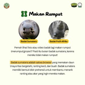 Jolene Marie Rotinsulu Instagram - Sederhana, tapi badak sumatera ngga bisa, apakah itu??

#SobatWayKambas & #SahabatBadak, terdapat ciri fisik & perilaku yg membedakan badak sumatera dengan spesies badak lain, yg membuat mereka tidak bisa melakukan beberapa hal berikut. Apa saja itu? Swipe untuk melihat selengkapnya!🌿🦏

——
Did you know? There are several physical & behavioral traits that distinguish the Sumatran rhinoceros from other rhino species, which prevent them from doing certain things, such as:

🌿 Eating grass like African white rhinos 🌿
Sumatran rhinos are browsers, meaning they feed on leaves, twigs, & fruits instead of grass.

🫧 Skipping wallowing 🫧
Sumatran rhinos spend about 1/3 of their day wallowing. If they don’t wallow for three days, their skin can crack.

🦏 Living in groups 🦏
Sumatran rhinos are solitary animals, so they cannot live in groups.

🔕 Being in noisy environments 🔕
Sumatran rhinos have highly sensitive hearing & smell, making them disturbed by unfamiliar noises in their habitat.

☀️ Exposure to UV rays ☀️
Their eyes are extremely sensitive, especially to UV light.

#sumatranrhino #badaksumatera #yayasanbadakindonesia #waykambas