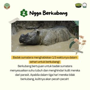 Jolene Marie Rotinsulu Instagram - Sederhana, tapi badak sumatera ngga bisa, apakah itu??

#SobatWayKambas & #SahabatBadak, terdapat ciri fisik & perilaku yg membedakan badak sumatera dengan spesies badak lain, yg membuat mereka tidak bisa melakukan beberapa hal berikut. Apa saja itu? Swipe untuk melihat selengkapnya!🌿🦏

——
Did you know? There are several physical & behavioral traits that distinguish the Sumatran rhinoceros from other rhino species, which prevent them from doing certain things, such as:

🌿 Eating grass like African white rhinos 🌿
Sumatran rhinos are browsers, meaning they feed on leaves, twigs, & fruits instead of grass.

🫧 Skipping wallowing 🫧
Sumatran rhinos spend about 1/3 of their day wallowing. If they don’t wallow for three days, their skin can crack.

🦏 Living in groups 🦏
Sumatran rhinos are solitary animals, so they cannot live in groups.

🔕 Being in noisy environments 🔕
Sumatran rhinos have highly sensitive hearing & smell, making them disturbed by unfamiliar noises in their habitat.

☀️ Exposure to UV rays ☀️
Their eyes are extremely sensitive, especially to UV light.

#sumatranrhino #badaksumatera #yayasanbadakindonesia #waykambas