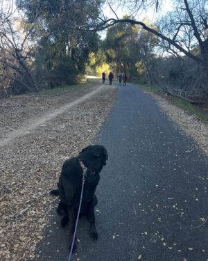 Kimberly McCullough Instagram - Walk the dog. And the horses. Say hello to an owl.#yourdailyjack