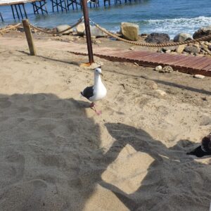 Komal Aziz Khan Instagram - Malibu photo dump 😉