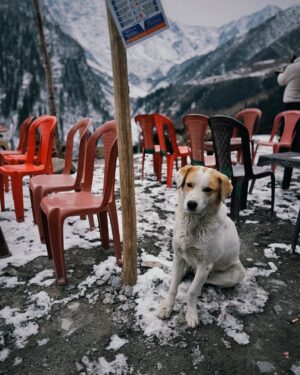 Kritika Khurana Instagram - It’s day 3 in Manali! We explored Koksar and Sissu, savored some Maggi and chai, and made some furry pals. Had a blast with RTV rides too! ❤️