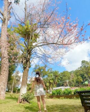 Larissa Dsa Instagram - Cherry Blossom in full bloom in 📍Shillong 🌸

I have been in Meghalaya for the past 10 days filming the next two episodes for @natgeoindia and I cannot wait for it to go live! 

Cant share too much on my stories or feed since it’s all a part of the project, so will share when the episodes come out 🥹🌸 

Thanks for the epic photos and company my gurlllsss @riddhibhattrb_ @ritika_jasmera 🥹🫶🏼🌸

Dress - @lovetrianglethelabel (got it from asos 4 years ago)
Jewels - @beyond.larissa (new collection 🥹coming soon)
Shoes - @cariuma
Pink Shrug - @fuss_pot 🌸