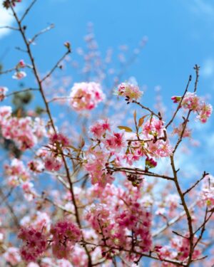 Larissa Dsa Instagram - Cherry Blossom in full bloom in 📍Shillong 🌸

I have been in Meghalaya for the past 10 days filming the next two episodes for @natgeoindia and I cannot wait for it to go live! 

Cant share too much on my stories or feed since it’s all a part of the project, so will share when the episodes come out 🥹🌸 

Thanks for the epic photos and company my gurlllsss @riddhibhattrb_ @ritika_jasmera 🥹🫶🏼🌸

Dress - @lovetrianglethelabel (got it from asos 4 years ago)
Jewels - @beyond.larissa (new collection 🥹coming soon)
Shoes - @cariuma
Pink Shrug - @fuss_pot 🌸