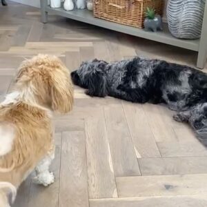 Laura Kenny Instagram - Rupert 🐶💔

We always knew this day would come but it doesn’t make it any easier. 16 years and 10 months of loving you. Half my life. The day I risked my parents marriage to make you ours was the best risk I ever took 💙 From begging my mum to take me to visit these pups, to then telling @emmavictrott she had to tell Dad that I had bought a dog for Father’s day 😂 I’m not sure at what point I got forgiven but Roo then became a family member. He travelled everywhere with us. I feel like he has been there through every big life event of mine. Every bike race, marrying Jason, our two boys, the list goes on. Never did I think at 16 years old when we got him that he would meet any children of mine 💖

You were the most wonderfully handsome, yappy, loyal, train chasing, hand biting, escape artist. Our one and only ‘Trott’ family dog. You were literally everything and more we could have hoped for in a dog. Mum, Dad, Emma and myself will miss you so much little man. Goodnight and sweet dreams Rupert. You will always have a piece of my heart ❤️ 

🎶 There is one more angel in heaven, one more star in the sky 🎶