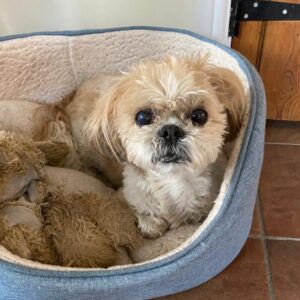 Laura Kenny Instagram - Rupert 🐶💔

We always knew this day would come but it doesn’t make it any easier. 16 years and 10 months of loving you. Half my life. The day I risked my parents marriage to make you ours was the best risk I ever took 💙 From begging my mum to take me to visit these pups, to then telling @emmavictrott she had to tell Dad that I had bought a dog for Father’s day 😂 I’m not sure at what point I got forgiven but Roo then became a family member. He travelled everywhere with us. I feel like he has been there through every big life event of mine. Every bike race, marrying Jason, our two boys, the list goes on. Never did I think at 16 years old when we got him that he would meet any children of mine 💖

You were the most wonderfully handsome, yappy, loyal, train chasing, hand biting, escape artist. Our one and only ‘Trott’ family dog. You were literally everything and more we could have hoped for in a dog. Mum, Dad, Emma and myself will miss you so much little man. Goodnight and sweet dreams Rupert. You will always have a piece of my heart ❤️ 

🎶 There is one more angel in heaven, one more star in the sky 🎶