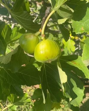 Maggie Beer Instagram - Nothing better than a fresh fig picked from one of Maggie’s trees! 😋