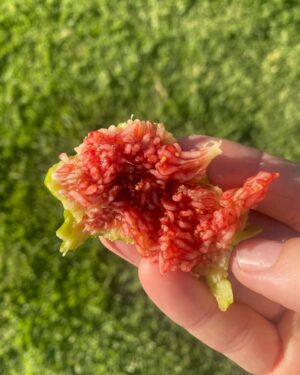 Maggie Beer Instagram - Nothing better than a fresh fig picked from one of Maggie’s trees! 😋