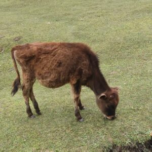 Maha Hasan Instagram - Skardu photo dump ft. ALL THE CUTEST ANIMALS IN THE WORRRLD

Locations: Thallay Valley, Barrah, Shigar