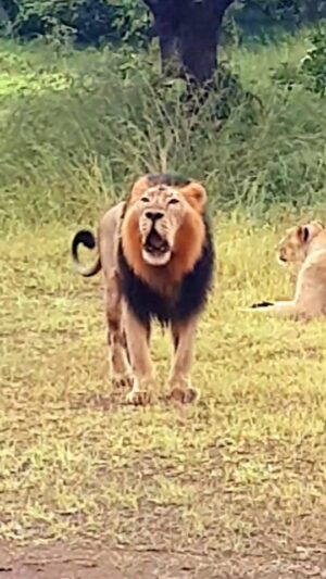 Manisha Kelkar Instagram - The Roar