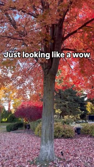 Meesha Shafi Instagram - #FALL in love 🍁🍂👌🏽