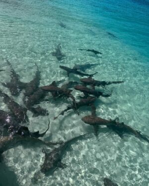 Megan Moroney Instagram - this is the lifeeeeeee hold on tight 🦈