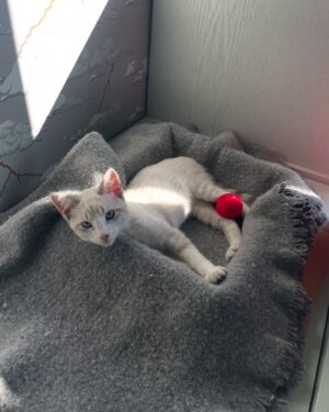 Melanie Lynskey Instagram - Welcome Mark R, you are bringing so much joy to this house (and to Donut thank the heavens) 😻

P.S I have to thank @rorytotherescue for taking such good care of Mark R and of so many animals!! What a wonderful rescue full of lovely people.