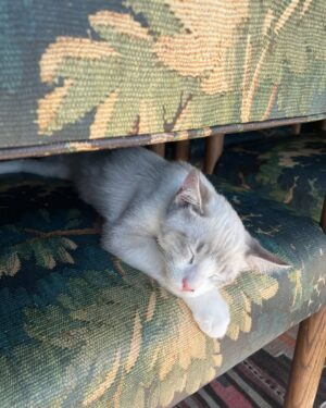 Melanie Lynskey Instagram - Welcome Mark R, you are bringing so much joy to this house (and to Donut thank the heavens) 😻

P.S I have to thank @rorytotherescue for taking such good care of Mark R and of so many animals!! What a wonderful rescue full of lovely people.